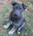 Blue Ridge Lane German Shepherds - Blue Ridge Lane German ...