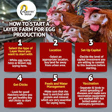 Trying To Start A Layer Farm For Egg Production Poultryindia Poultry Chicken Layer Chickenfarming Poultryfarming Egg Production Poultry Farm Poultry