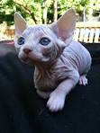 sphynx cattery Baby-Rah :: Kittens for sale