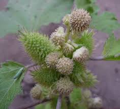 Image result for Xanthium