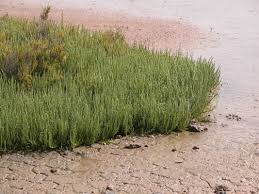 Image result for Sarcocornia