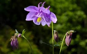 We did not find results for: Columbine Flower Meaning Symbolism And Colors