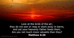 Birds Of The Air And Lilies Of The Field Matthew 6 26 Dailyverses Net Heavenly Father Wise Words Quotes Matthew 6 26
