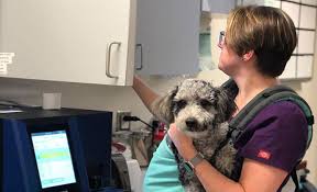 At signal hill pet hospital your pet's health and vitality is our number one concern. Vet Jobs Vet Offices Hiring