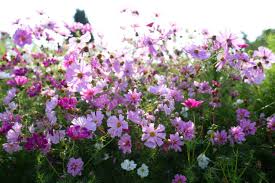 Crazy For Cosmos Floret Flowers