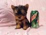 Available Puppies - NATTY TEACUP YORKIE PUPPIES PARADISE