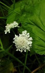 Image result for Oenanthe