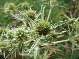 Image result for Scabiosa drakensbergensis
