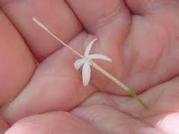 Image result for Pavetta uniflora