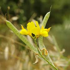 Image result for Aptosimum junceum