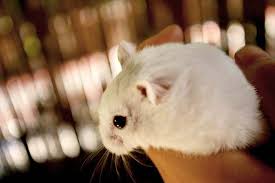 You find out what is on tv guide by scrolling through the listings on your television or even by checking out websites, newspapers and magazines. 10 Small Animals That Can Make Great Pets