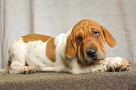 See more ideas about hound puppies, basset hound puppy, basset hound. 10 Heart Melting Basset Hound Mix Breeds To Aww Over