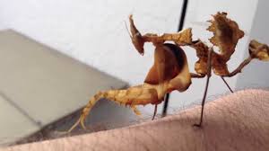 They can reach lengths of over 5 inches long. Idolomantis Diabolica Nymph Youtube