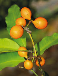 Image result for Hunteria zeylanica