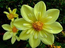 Dahlia Dahlia Flowers Plants