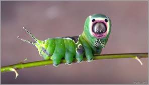 Black And Red Caterpillar With Horn Pin On Caterpillars
