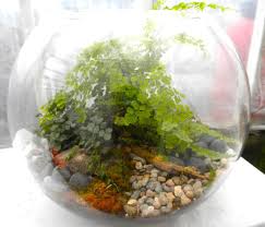 Bubble Terrarium Plants In Glass Bowl Terrarium Plant In Glass
