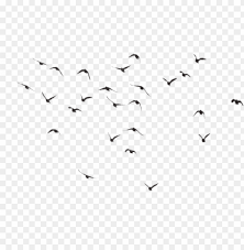 Get bird group sounds from soundsnap, the leading sound library for unlimited sfx downloads. Bird Silhouette Group Pigeons Flying Flock Png Image With Transparent Background Toppng