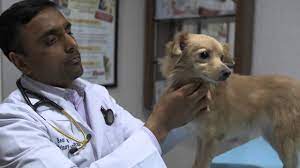 Maybe you would like to learn more about one of these? Stockton Veterinary Animal Hospital Bear Creek Veterinary