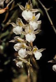 Image result for Microcoelia exilis