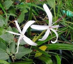 Image result for Crinum stuhlmannii