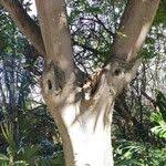 Image result for Ficus saussureana