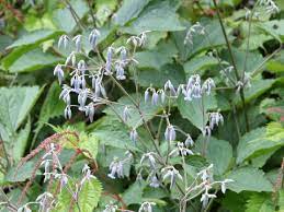Maybe you would like to learn more about one of these? Clematis Stans Wikispecies