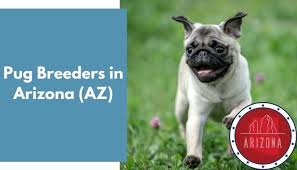 At beautiful pug puppies, you will get only healthy and best quality pug puppies for sale. 9 Pug Breeders In Arizona Az Pug Puppies For Sale Animalfate