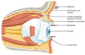 Vision Anatomy And Physiology I