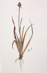 Image result for Juncaceae