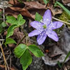 Image result for Ranunculaceae