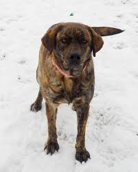 Jojo Is A 3 Year Old 55 Pound Brindle Mountain Cur Lab Mix She Is A Wonderful Dog Very Laid Back And Loves All The Other Dogs Dogs Animal Shelter Animals