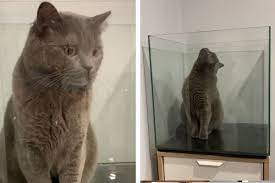 Cute Cat Gets Stuck Inside A Fish Tank Https Nypost Com Video Cat In Fish Tank Has Owners Scratching Their Heads 2shopinsurance 4h Fish Tank Cats Cute Cat