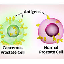 See which signs are most sexually compatible with cancer their satisfaction is all you care about. Cancer Vaccines And Immunotherapy History Of Vaccines