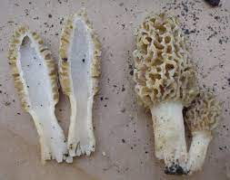 False Morels The Great Morel