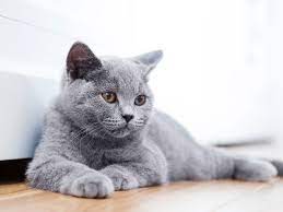 British shorthairs are also known to get along quite well with other cats, and even british shorthair coat. The Most Beautiful Cat Breeds In The World