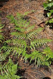 Image result for Pteridium
