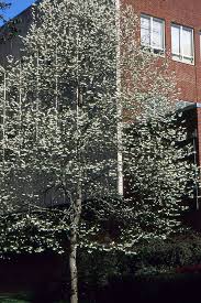 Image result for Searsia monticola