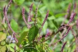 Image result for Achyranthes