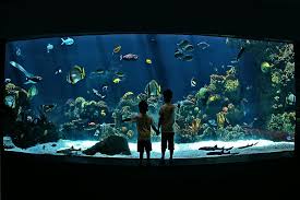 Minnesota Zoo Aquarium Underwater Aquarium Amazing Aquariums Cool Fish Tanks