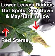 Some diseases, such as powdery mildew, cause spots on older leaves first and then spread to younger leaves. Growing Problems