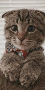 Kyut Em 2020 Fotos De Animais Fofinhos Fotos De Animais Engracados Gatinhos Fofos