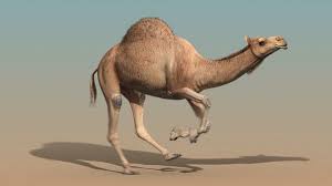 Pin On Camellos