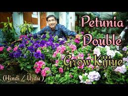 Petunia Flower Name In Urdu Best Flower Wallpaper