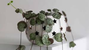 Image result for Ceropegia papillata
