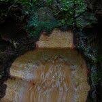 Image result for Klainedoxa