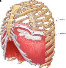 Costae) are the long curved bones which form the rib cage, part of the axial skeleton. The Anatomy Of The Ribs And The Sternum And Their Relationship To Chest Wall Structure And Function Sciencedirect
