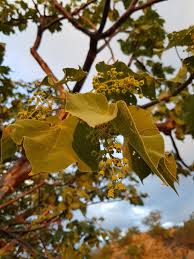 Image result for Sterculia quinqueloba