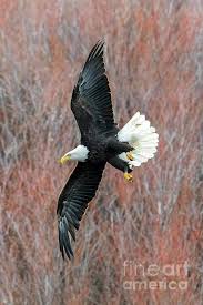 Bird That Sounds Like A Monkey At Night 11 Types Of Eagles In The World With Awesome Pictures Types Of Eagles Eagle Art Eagle Wings