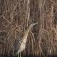 Winter Wildlife Guided Walk at RSPB Ham Wall event image
